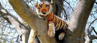 Власти Карелии установили предельно жесткие требования к игрушке-тигру на закупке детских подарков