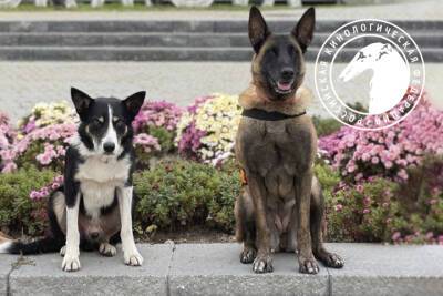 Российские собаки-спасатели завоевали золото чемпионата мира
