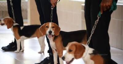 В нескольких тюрьмах Таиланда заключенным разрешат заводить собак