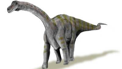 Палеонтологи аризонского музея определили реальные размеры самого большого динозавра