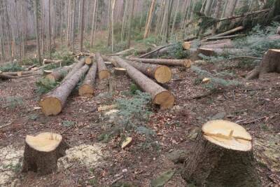 На Кубани разрабатывается система мер по пресечению незаконной вырубки леса