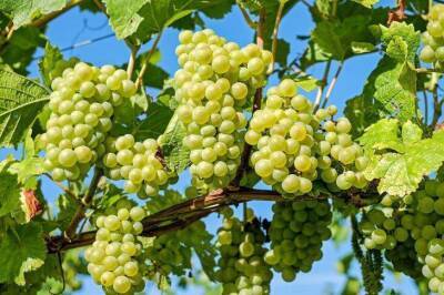 Что можно и что нельзя сажать рядом с виноградом: о чем не знают огородники