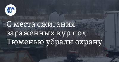 С места сжигания зараженных кур под Тюменью убрали охрану. Показываем, как выглядит полигон