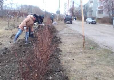 Около четырёх тысяч кустарников высадят в Ульяновске за осень