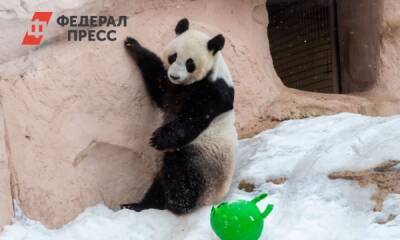 Как появление панды в Ленинградском зоопарке укрепит отношения между Китаем и Россией