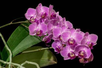 Как заставить орхидеи цвести круглый год: хитрости, которыми пользуются продвинутые хозяйки