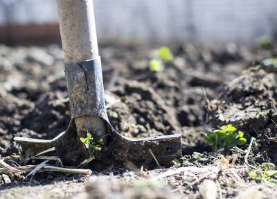 Перекапывать или нет огород перед зимой? Правильный ответ зависит от почвы