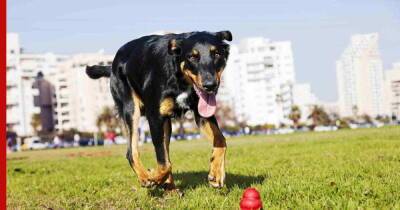 Босерон: ловкая, выносливая и верная собака для ответственных хозяев