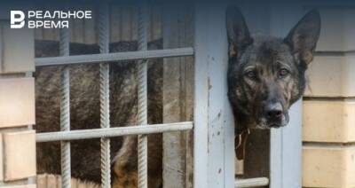 Казанцы более 2,3 тысячи раз обратились на единый телефон по заявкам на отлов собак