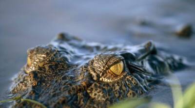 Два жителя Австралии выжили, проведя несколько дней на острове в окружении крокодилов