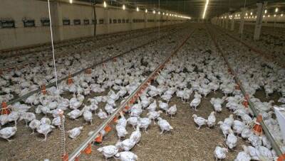 В Японии уничтожат свыше 150 тыс. кур из-за вспышки птичьего гриппа