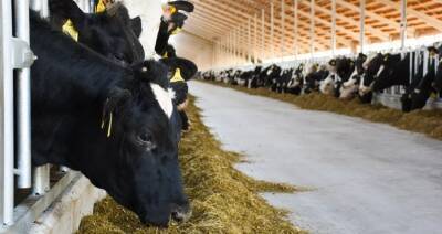 В Минской области планируют возвести 17 молочно-товарных ферм в 2022 году