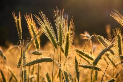 Саратовское зерно продают в 43 страны мира