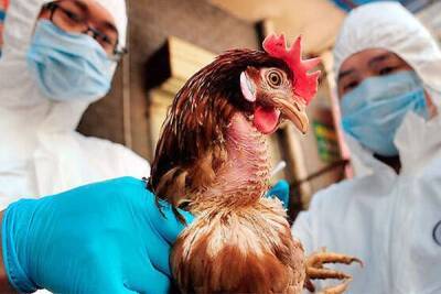 Вспышка птичьего гриппа произошла в Японии