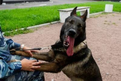 Служебная собака Кадис помогла полицейским найти пропавшего ребенка в Санкт-Петербурге