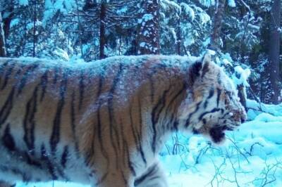 В Хабаровском заповеднике исчез тигр «Чудовище»