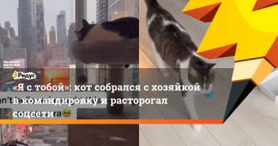 «Ястобой»: кот собрался схозяйкой вкомандировку ирасторогал соцсети