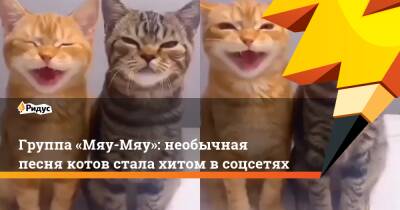 Группа «Мяу-Мяу»: необычная песня котов стала хитом в соцсетях