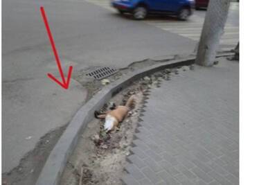 Стало известно, что лису, чье тело было обнаружено в центре Воронежа, сбил фургон