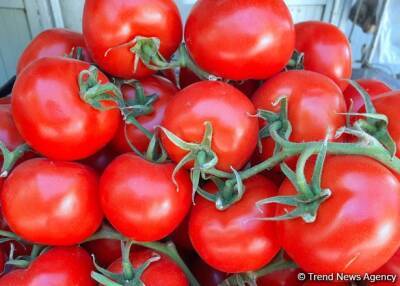 В Россию возможна поставка томатов из более чем 200 азербайджанских предприятий - Агентство