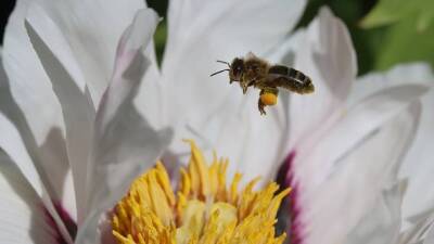 Выставка «Рой страхов» с участием диких пчел пройдет в Москве