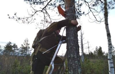 В лесах Тверской области развешивают указатели для потерявшихся грибников
