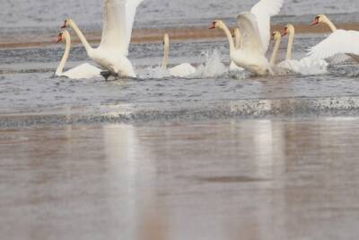 Редкая картина: лебеди заполонили озеро Ильмень-Голова в Воронежской области