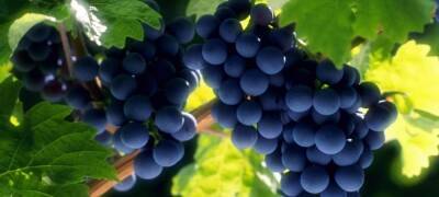 Севастопольские сельхозпредприятия собрали 20 тысяч тонн винограда