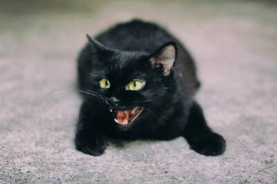Нечистая сила видит в темноте: пять самых нелепых мифов о чёрных кошках, в которые до сих пор верят