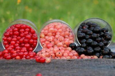 Чем обложить кусты смородины, чтобы она засыпала ягодами: секрет бывалого дачника