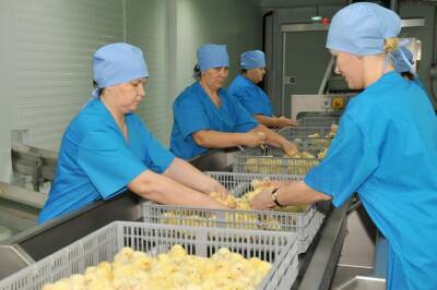В Липецкой области растет производство инкубационных яиц