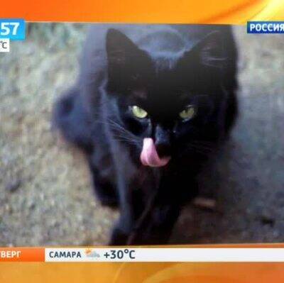 Жители Москвы забирают черных кошек из приютов реже, чем животных другого окраса