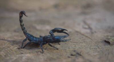 Город в Египте столкнулся с нашествием скорпионов