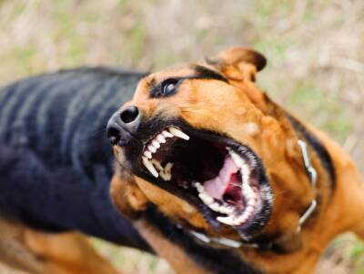 В Калужской области владельцы охотничьих собак издевались над дикими животными - Русская семерка