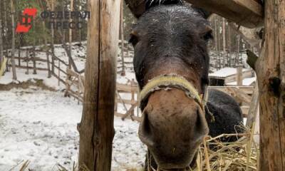 Жительница Новосибирска открыла приют для лошадей: «Их хотели пустить на колбасу»