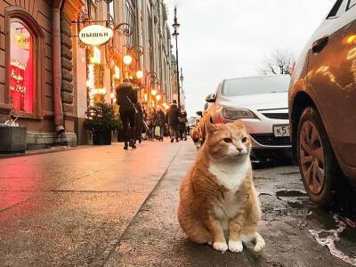 Умерла звезда петербургской пышечной кот Рыжик