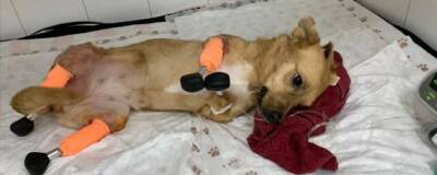 Сергей Горшков - Из покалеченной краснодарской собаки в Новосибирске сделали киборга - runews24.ru - Новосибирск
