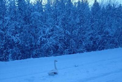 Печорцы спасли лебедя из снежного плена