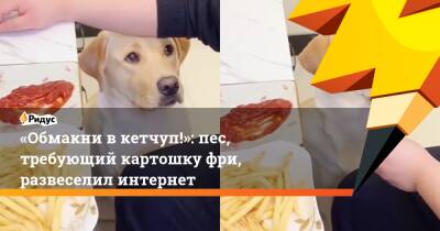 «Обмакни в кетчуп!»: пес, требующий картошку фри, развеселил интернет