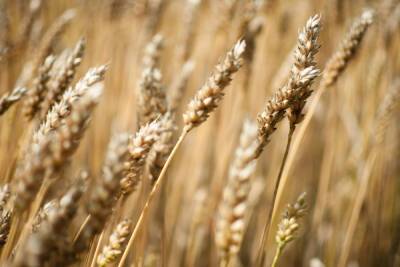 Новая субсидия урегулирует цены на зерно в Новгородской области