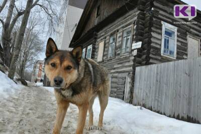 Минсельхоз Коми инициирует идентификацию собак без владельцев через систему "Хорриот"