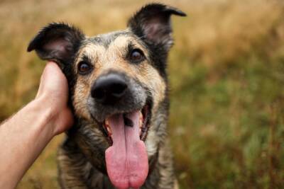 Для зубов, ушей и глаз: что нужно для поддержания гигиены собаки