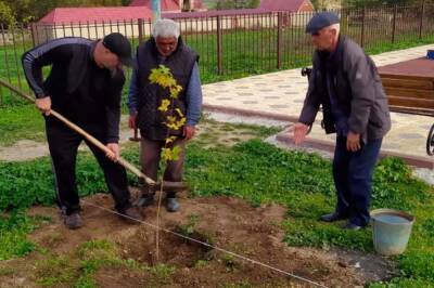 В Дагестане участники экоакции высадили деревья канадского сахарного клена