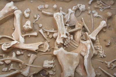 В Новосибирской области нашли кости шерстистых мамонтов