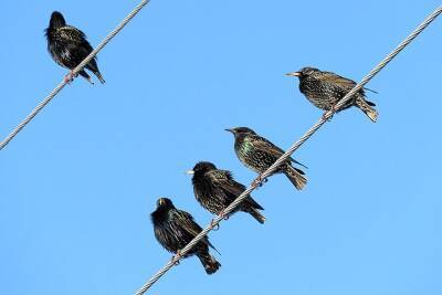 Зоолог рассказал, почему некоторые птицы в столице отказываются от миграции