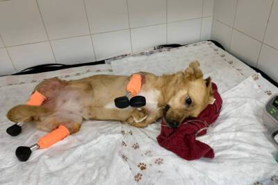 В Новосибирске ветеринары установили собаке протезы на все лапы