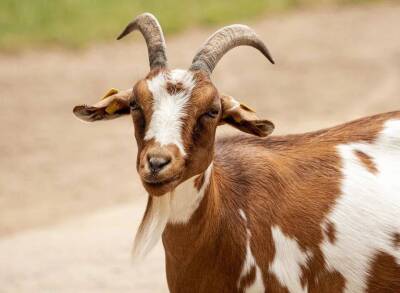 10 забавных фактов о козах, которые вас удивят и порадуют
