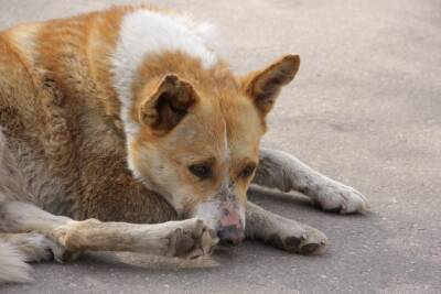 Невостребованных собак предложили усыплять в России