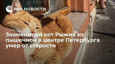 Кот Рыжик, который был талисманом пышечной в центре Петербурга, умер от старости
