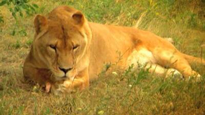 В немецком зоопарке впервые показали месячных львят